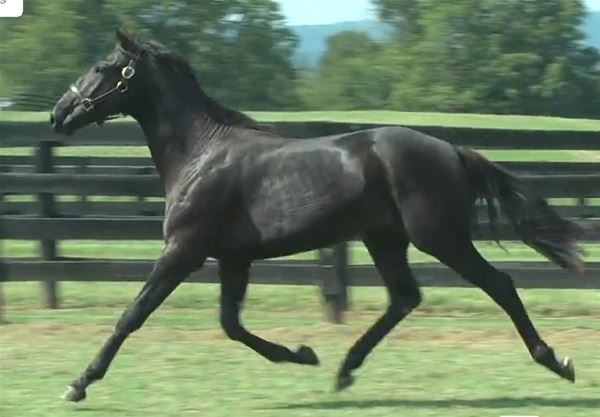 Standard Bred Yearlings